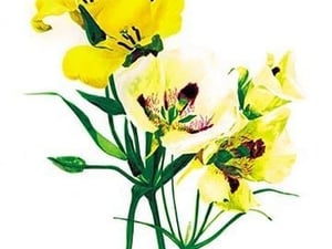 Calochortus Claratus: C. Nitidus by H.G. Moon - Art Print