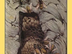 Common Wasps by Edward Detmold - Art Print