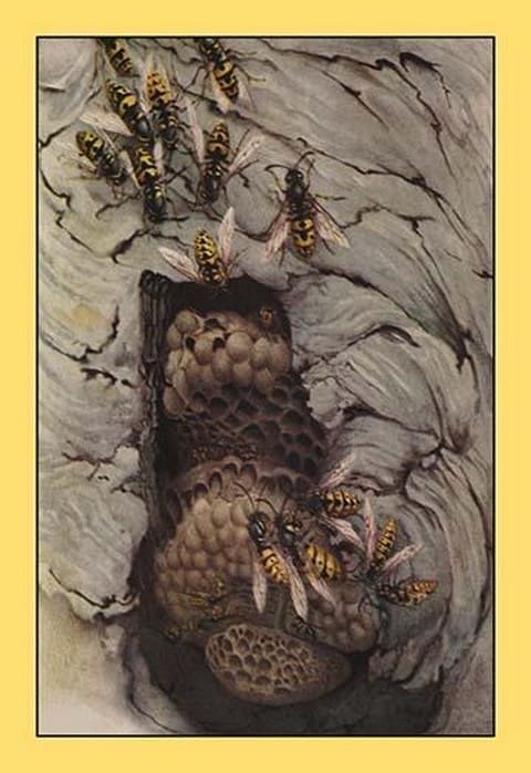 Common Wasps by Edward Detmold - Art Print