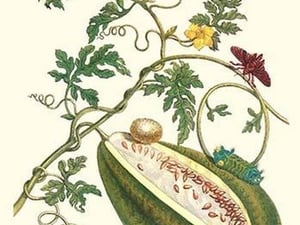 Watermelon & Slug Moth by Maria Sibylla Merian - Art Print
