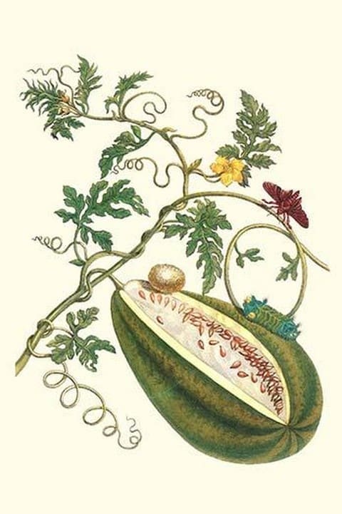 Watermelon & Slug Moth by Maria Sibylla Merian - Art Print