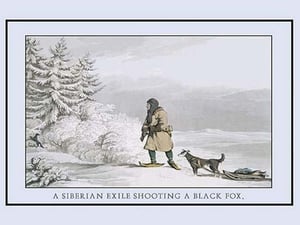 A Siberian Exile Prepares To Shoot A Black Fox by Atkinson - Art Print