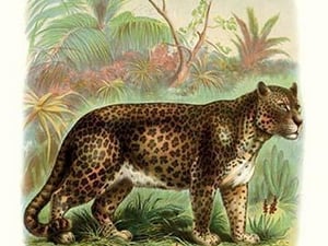 The Leopard - Art Print
