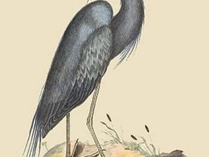 Blue Heron by Mark Catesby #2 - Art Print