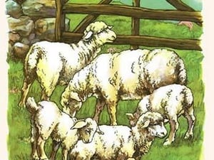 Woolly Sheep in the Pasture by Bird & Haumann - Art Print