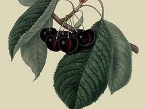 Black Circassian Cherry by William Hooker #2 - Art Print