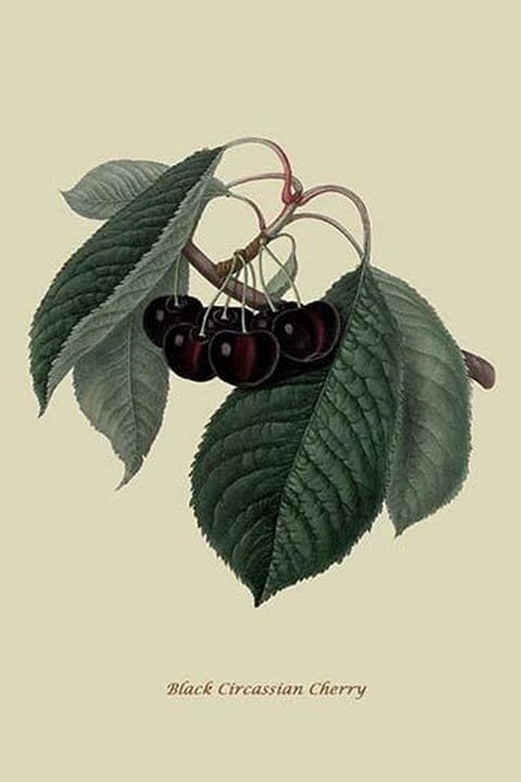 Black Circassian Cherry by William Hooker #2 - Art Print