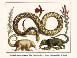 Indian Python