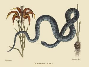 Wampum Snake by Mark Catesby #2 - Art Print