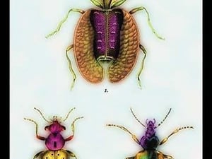 Beetles: Calosoma Sycophanta