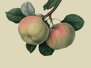 Hawthornden Apple - by William Hooker - Art Print