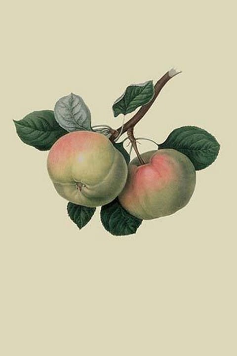 Hawthornden Apple - by William Hooker - Art Print