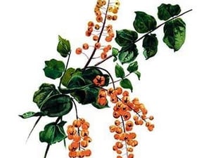 Coriaria Terminalis by H.G. Moon - Art Print