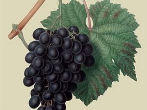 Black Prince Grape by William Hooker #2 - Art Print