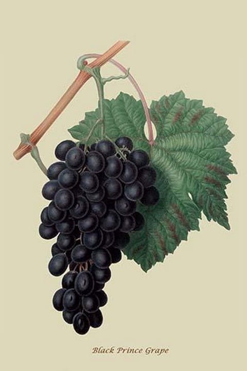 Black Prince Grape by William Hooker #2 - Art Print