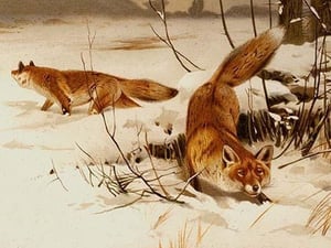 Arctic Fox by Friedrich Wilhelm Kuhnert - Art Print