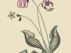 Water Frog by Mark Catesby #2 - Art Print