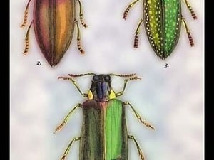 Beetles: Buprestis Chrysis B. Sternicornis