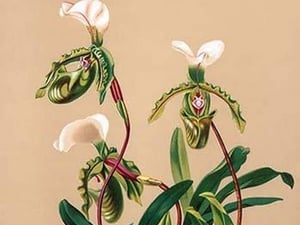 Cypripedium Spicerianum; East Indian Lady Slipper by H.G. Moon #2 - Art Print