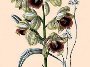 Orchid: Warrea Tricolor - Art Print