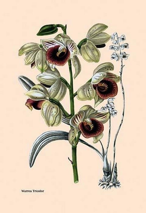 Orchid: Warrea Tricolor - Art Print