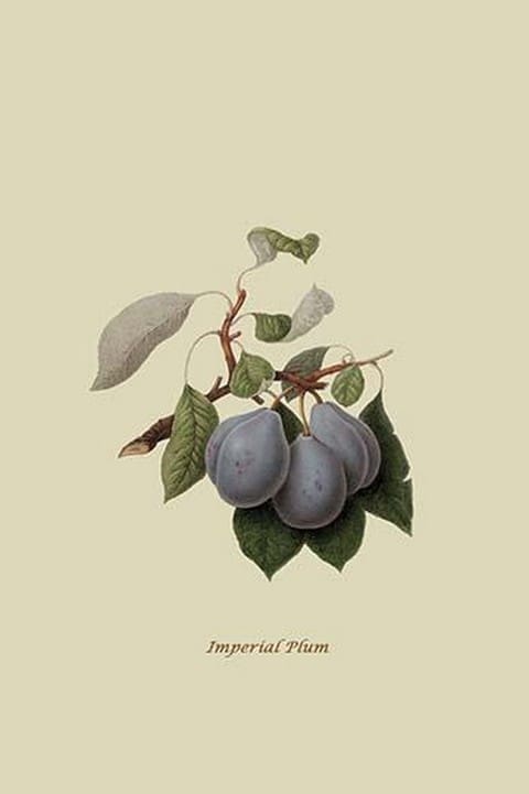 Imperial Plum by William Hooker #2 - Art Print