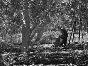 Harvesting Pears by Dorothea Lange #2 - Art Print