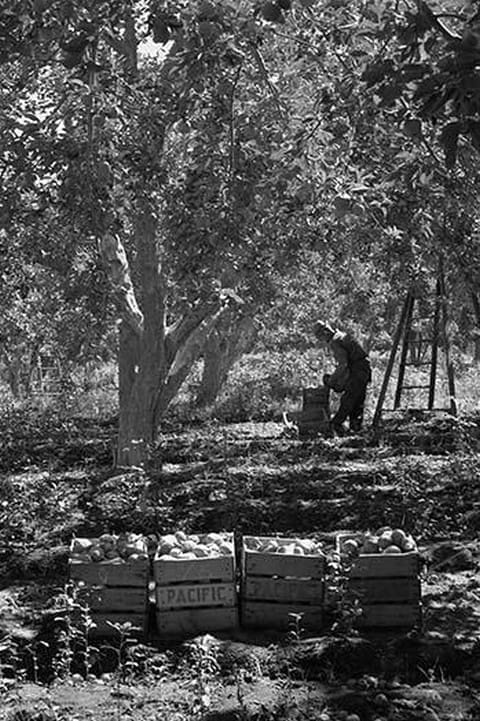 Harvesting Pears by Dorothea Lange #2 - Art Print