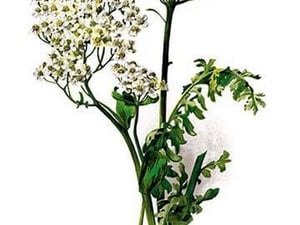 A. Clipeolata Achillea Lingulata Var Buglossis by H.G. Moon - Art Print
