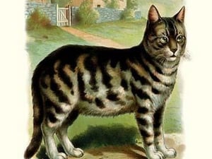 The Cat - Art Print