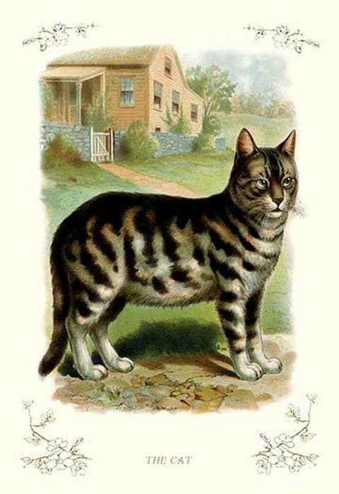The Cat - Art Print