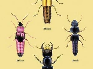 Beetles from Britain