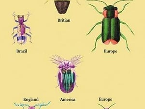Beetles of America