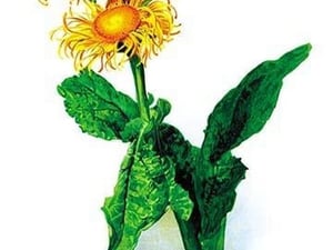 Inula Roylei by H.G. Moon - Art Print
