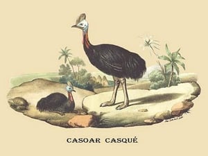 Casoar Casque (Cassowary) by E. F. Noel - Art Print