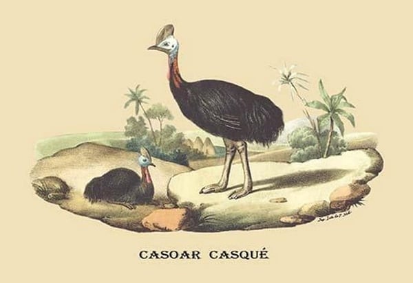 Casoar Casque (Cassowary) by E. F. Noel - Art Print