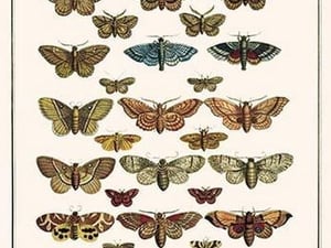 Fox Moth