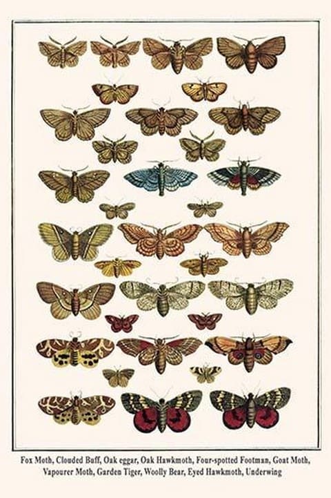 Fox Moth
