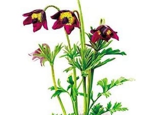 Anemone Cernua by H.G. Moon - Art Print
