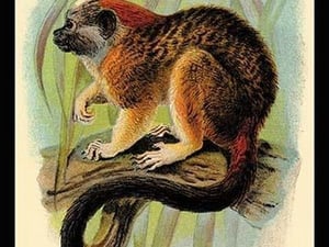 Geoffroy's Tamarin by G.R. Waterhouse - Art Print
