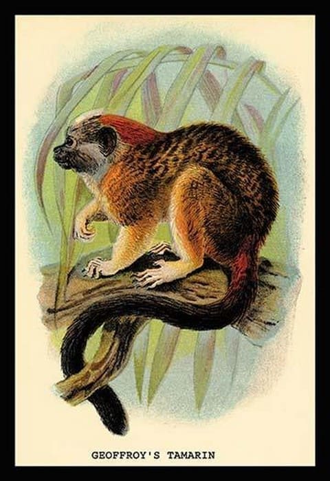 Geoffroy's Tamarin by G.R. Waterhouse - Art Print