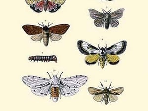 Insect Study #6 - Art Print