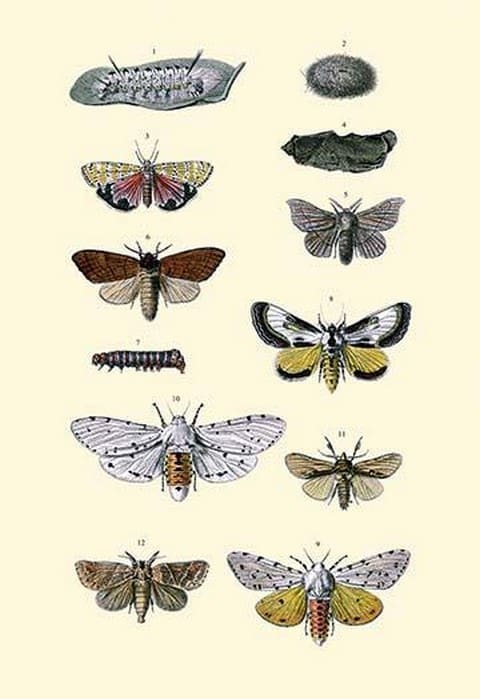 Insect Study #6 - Art Print