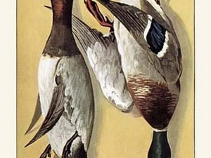 Wild Ducks - Art Print