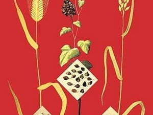 Grains: Barley