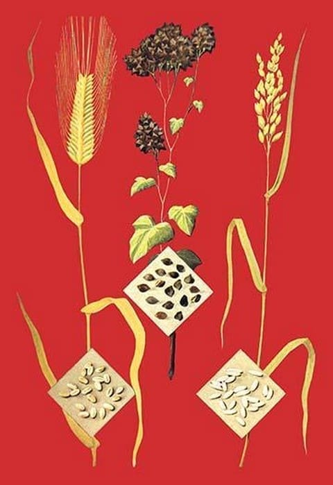 Grains: Barley