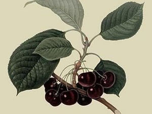 May Duke Cherry by William Hooker - Art Print