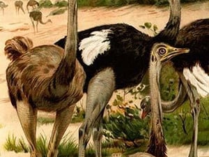 Ostrich by Friedrich Wilhelm Kuhnert - Art Print