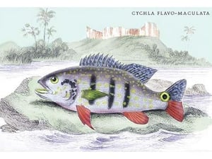 Cychla Flavo-Maclelata by Robert H. Schomburgk - Art Print