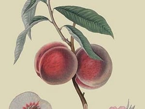 Gros Mignonne Peach by William Hooker - Art Print